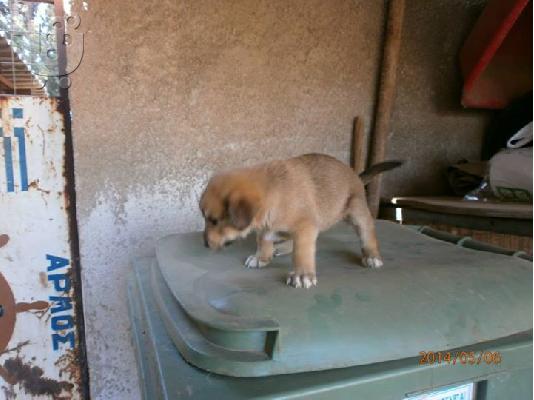 Κουταβακι χαριζεται